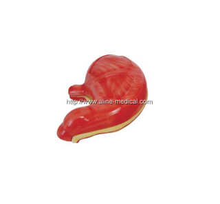 Stomach Model