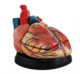 New Style Jumbo Heart Model