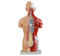 42CM Sexless Torso 18 Parts