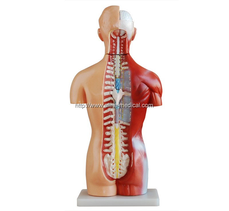 42CM Sexless Torso 18 Parts