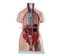 85CM Unisex Torso 40 Parts