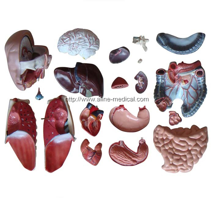 45CM Unisex Torso 23 Parts