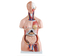 85CM Unisex Torso 23 Parts