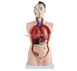 85CM Male Torso 19 Parts