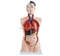 85CM Male Torso 19 Parts