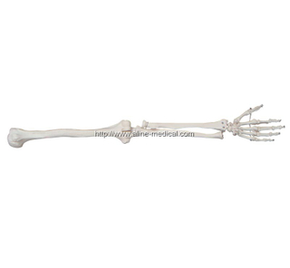 Life-Size Upper Extremity
