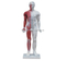 Deluxe Acupuncture Model 84CM