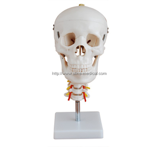 Skull with Cervical Spine