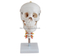 Skull with Cervical Spine
