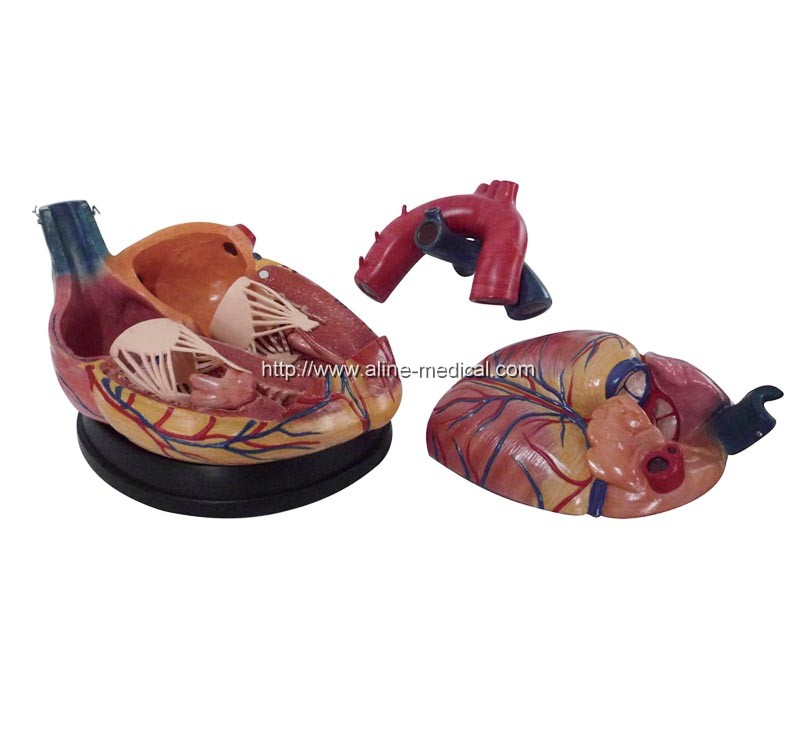 New Style Jumbo Heart Model