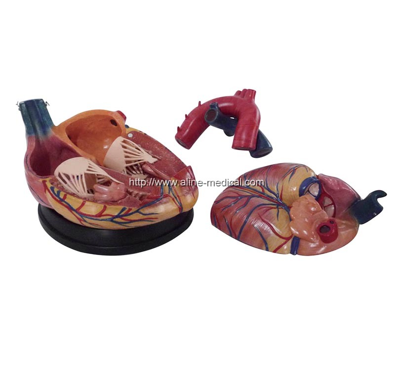 New Style Jumbo Heart Model