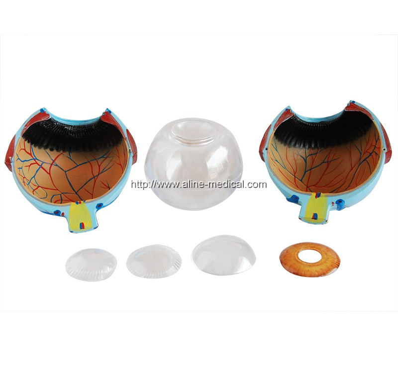 Giant Eye Model