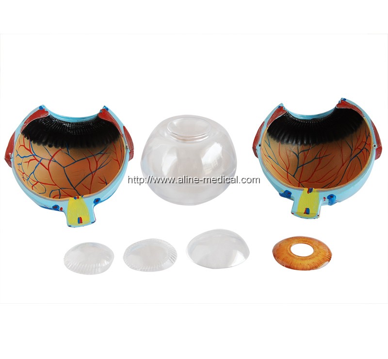 Giant Eye Model