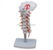 Cervical Vertebral Column with Neck Artery