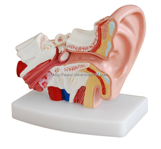 Desktop Ear Model
