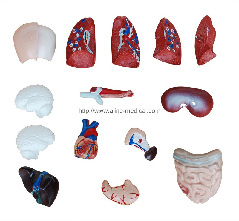 26CM Torso 15 Parts