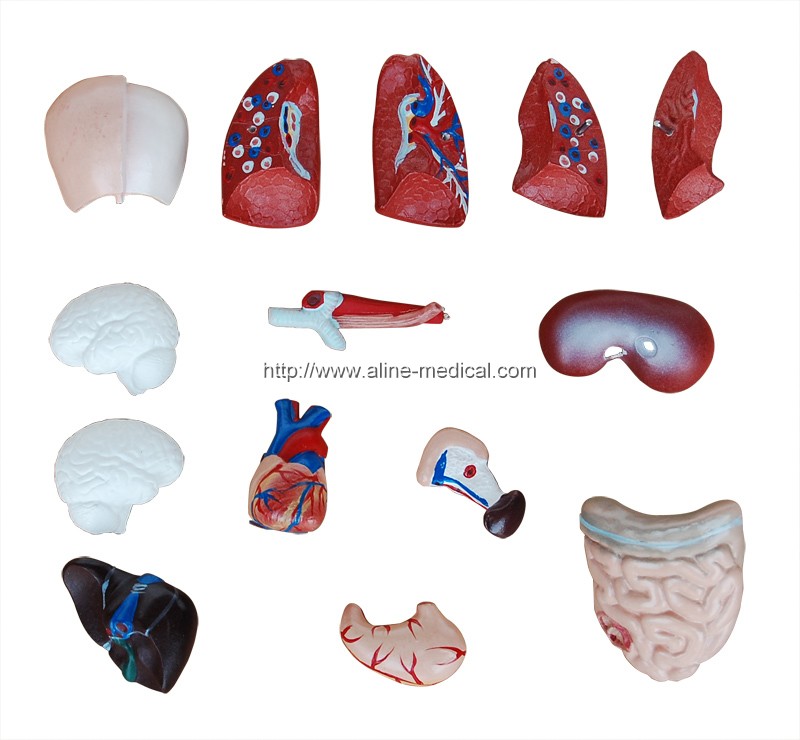 26CM Torso 15 Parts