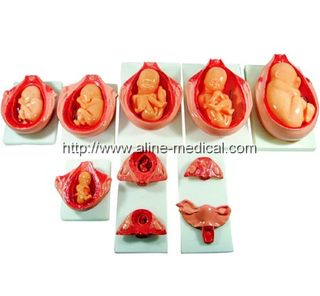 The Development Process for Fetus