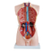 85CM Male Torso 19 Parts