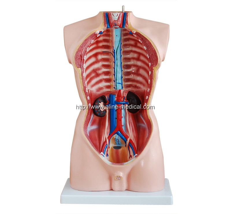 85CM Male Torso 19 Parts