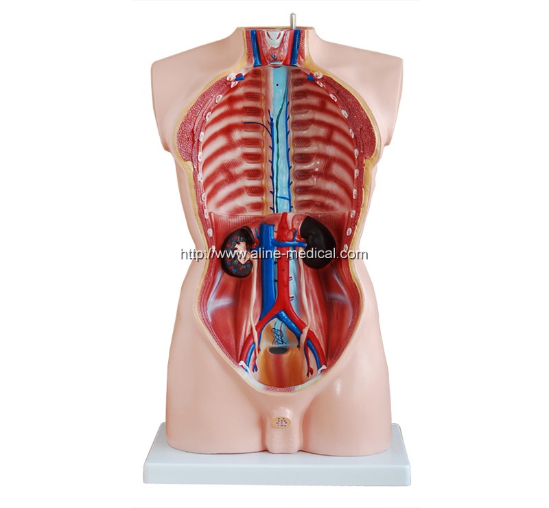 85CM Male Torso 19 Parts