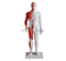 Acupuncture & Muscle Model 60CM Male