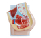 Human Female Pelvis Section (2 Parts)