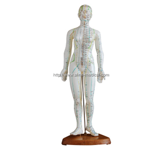 Acupuncture Model 48CM Female