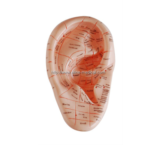 Massage Ear Model 17CM