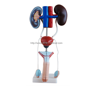 Male Urogenital System