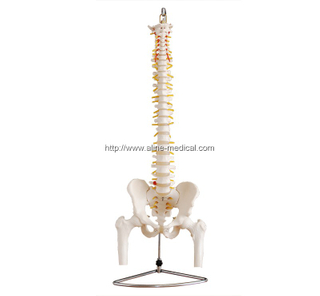 Life-Size Vertebral Column with Pelvis andFemur Heads