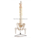 Life-Size Vertebral Column with Pelvis andFemur Heads