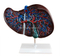 Liver Model