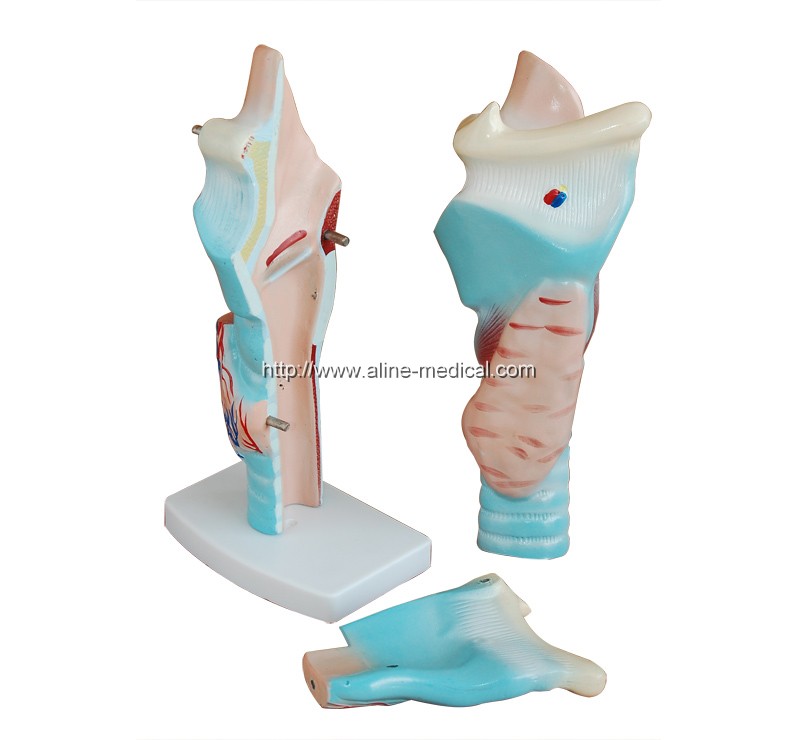 Magnified Human Larynx Model