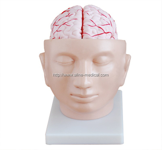 Brain with Arteries on Head