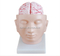 Brain with Arteries on Head