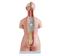 85CM Tri-sex Torso 21 Parts