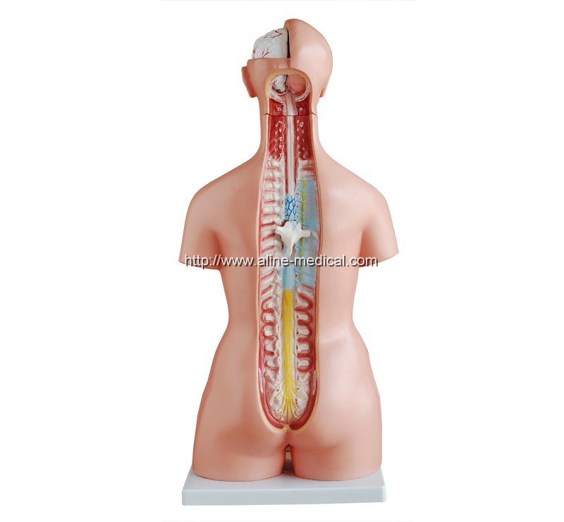 85CM Tri-sex Torso 21 Parts