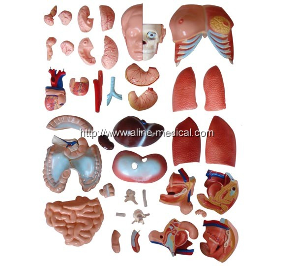 85CM Unisex Torso 40 Parts