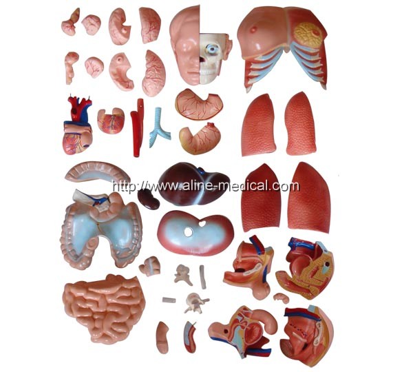 85CM Unisex Torso 40 Parts