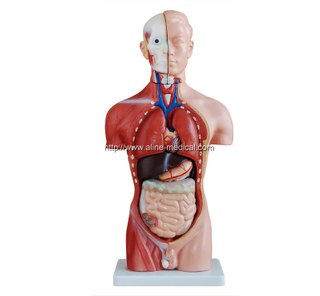 42CM Male Torso 13 Parts