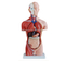 42CM Male Torso 13 Parts