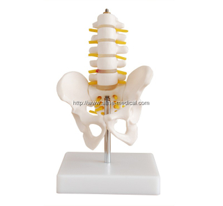 Half-Size Pelvis with 5pcs Lumbar Vertebrae