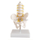 Half-Size Pelvis with 5pcs Lumbar Vertebrae