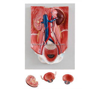 Urinary System Model