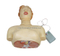 Basic CPR Training Model (Half Body)