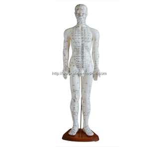 Acupuncture Model 60CM