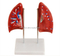 Lung Model