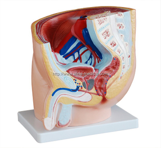 Human Male Pelvis Section (1 Part)