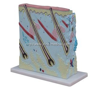 Enlarged Skin Model